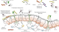 Lactobafid: neka mačke ne povrijede